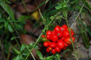 American ginseng extract