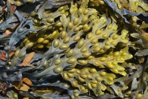 Fucus vesiculosus (seaweed)