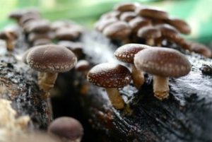 Shiitake— Lentinula edodes mycelia extract