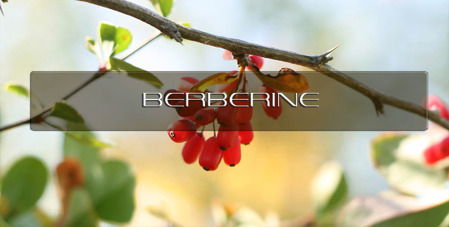 Benefits of Berberine Cortidis Rhizoma | Interstellar Blends | Activate ...