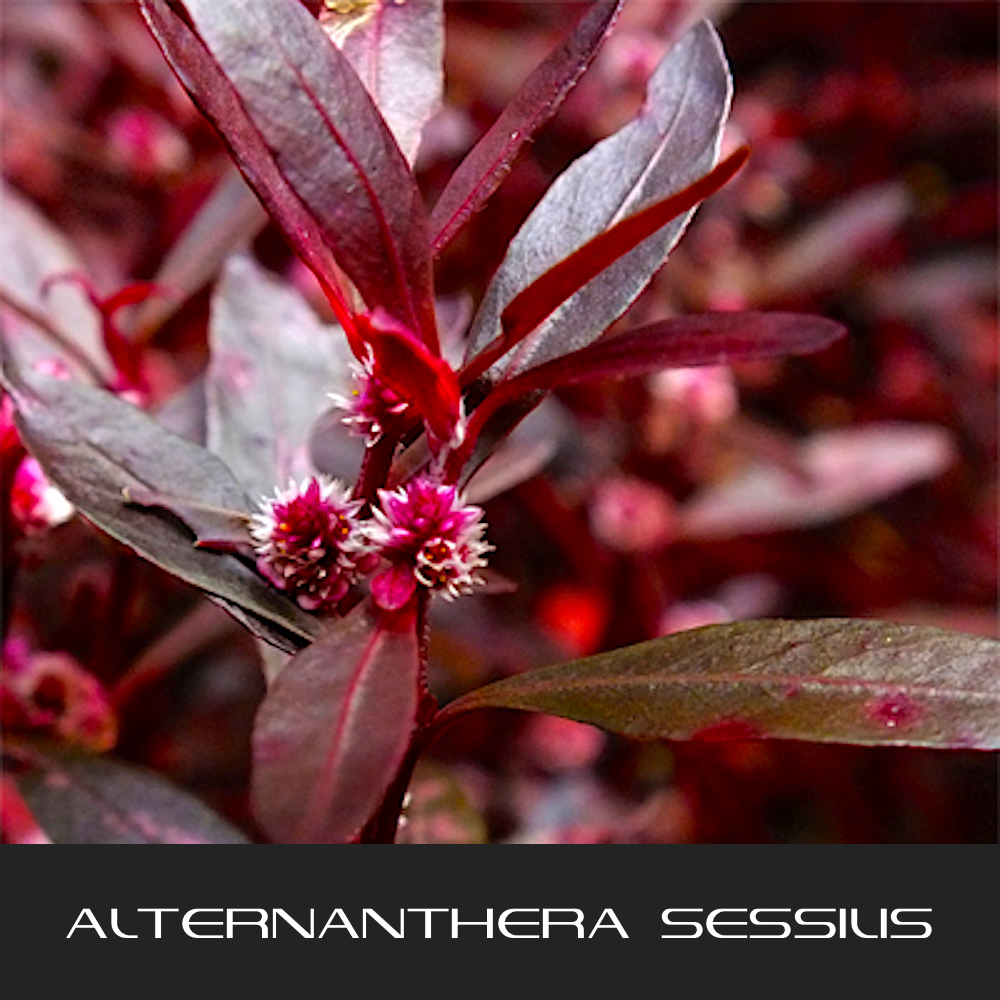 Alternanthera Sessilis The Interstellar Plan Interstellar Blends Activate Your Super Powers 